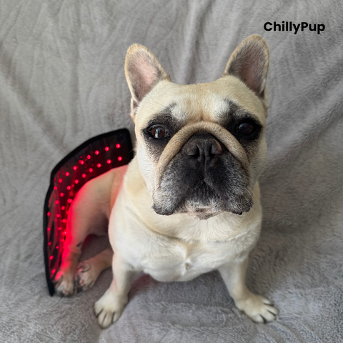 A light-coloured dog (Mila) sat looking at the camera on a grey blanket with a black pet redlight pad wrapped around her lower back. The redlight pad has a control panel and the brand name 'ChillyPup' is visible in the top right corner.