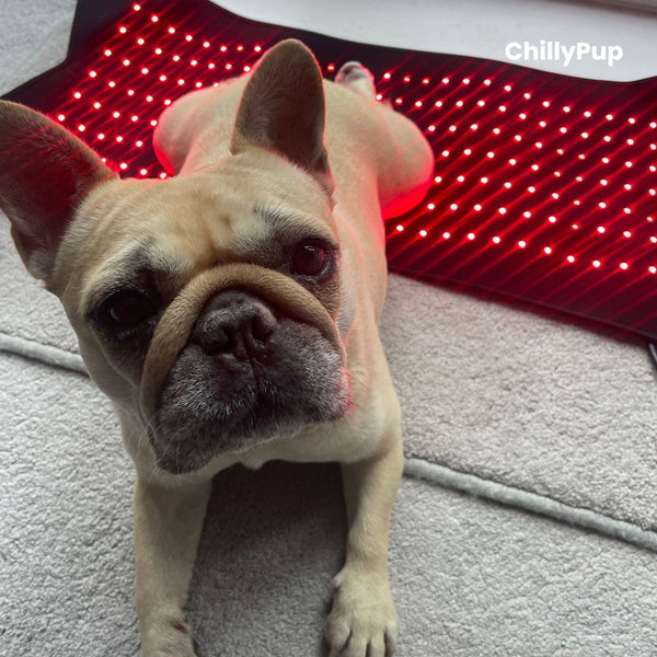 Large Red Light Therapy Pad for Dogs – Full-Body Comfort Support