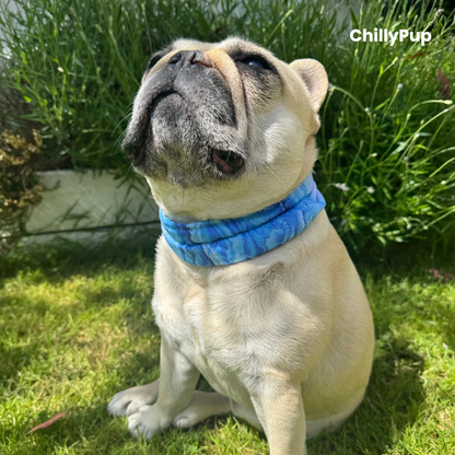 Mila wearing a blue gel Bandana sitting on grass with 'ChillyPup' branding.