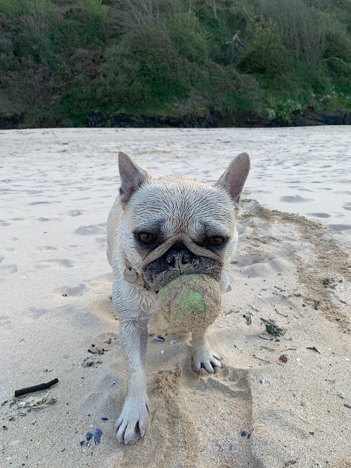 Mila, our French Bulldog, on the beach