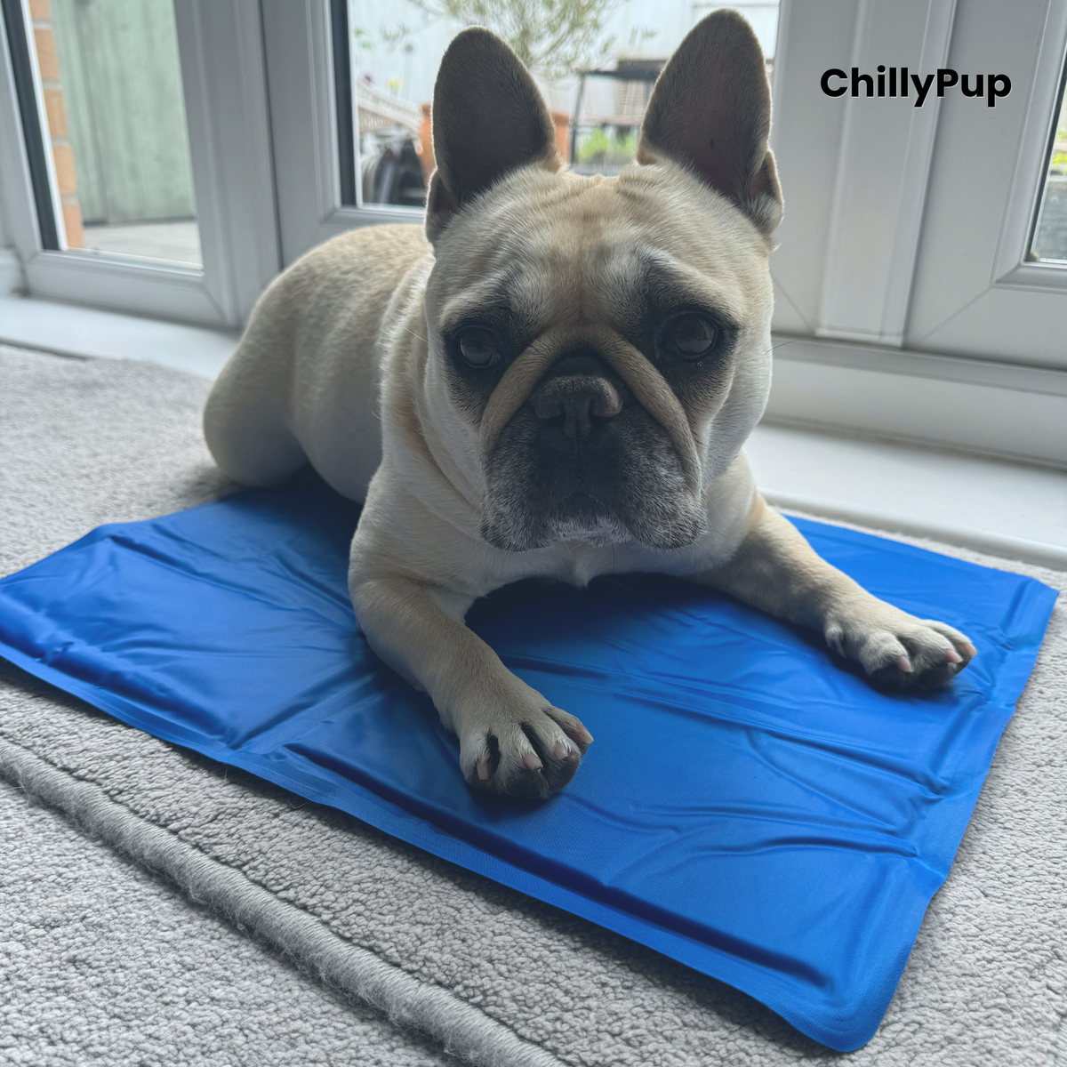 Mila, our French Bulldog