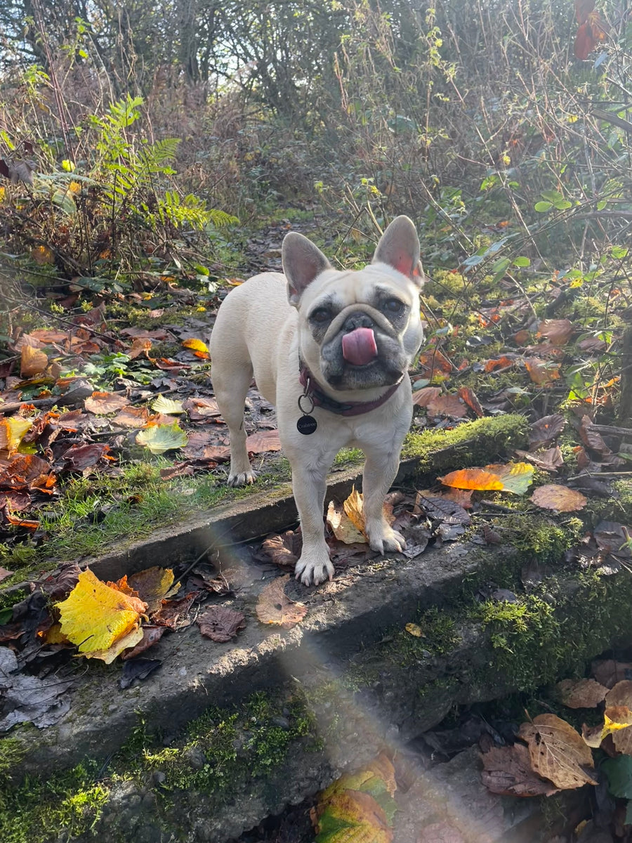 Mila on a forest walk