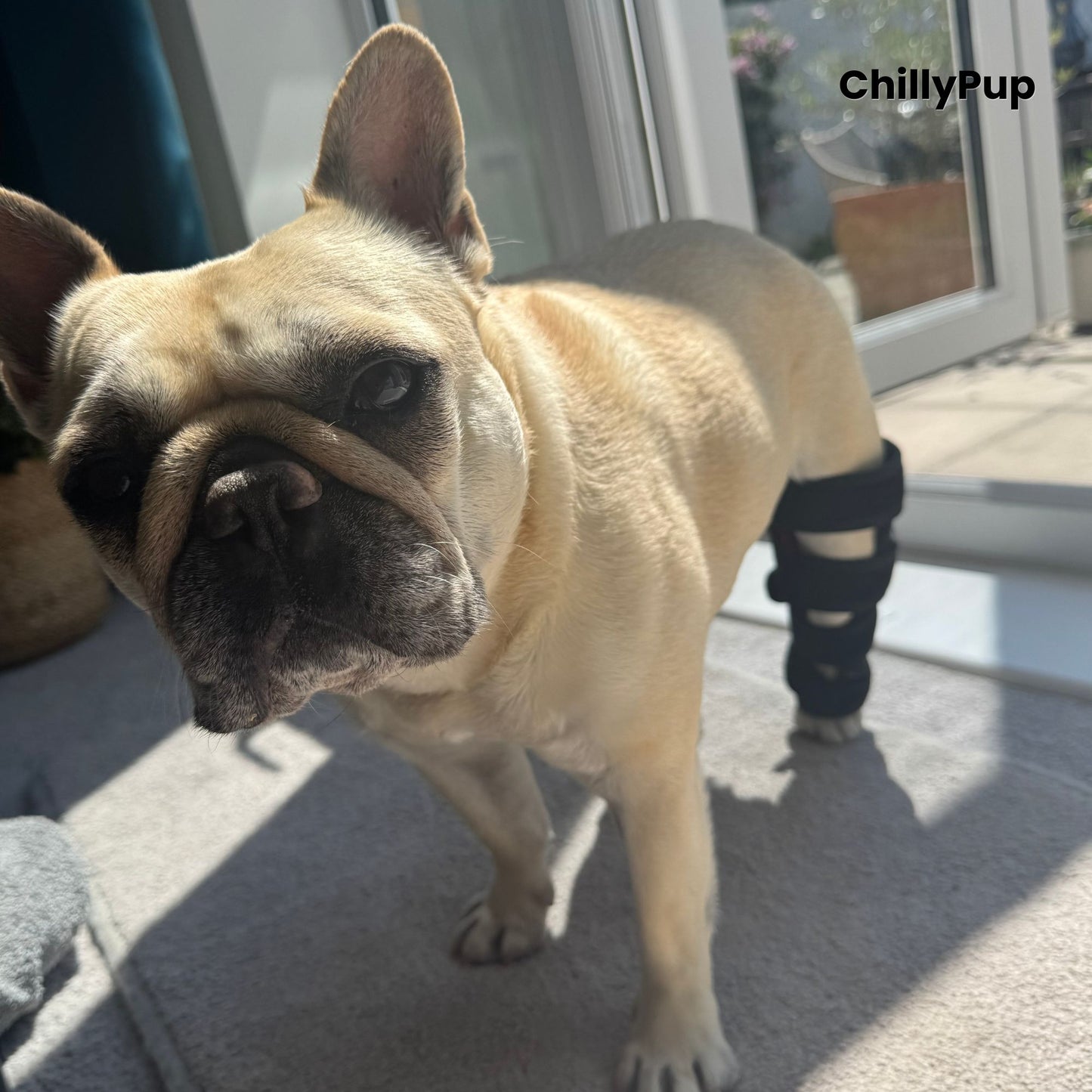 A fawn French Bulldog (Mila) standing indoors on a carpeted floor near a glass door, wearing a black redlight leg wrap on one back leg. with ChillyPup Branding.