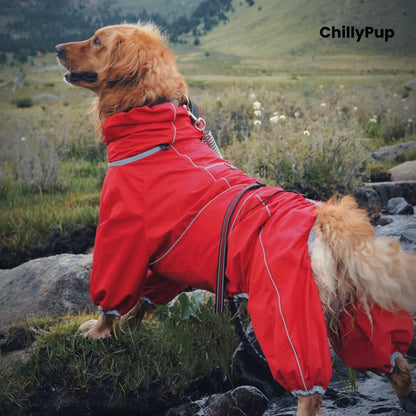Golden Retriever wearing the Cloudburst Belly-Zip Dog Suit in Red on a mountain walk